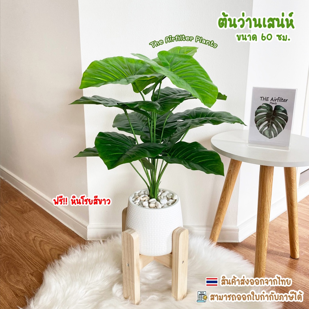 ต้นไม้ปลอม ต้นว่านเสน่ห์ สูง 60-72 ซม. พร้อมกระถางและหินโรย (ฟรีหินโรย) ตั้งหน้าทีวี/หัวเตียง