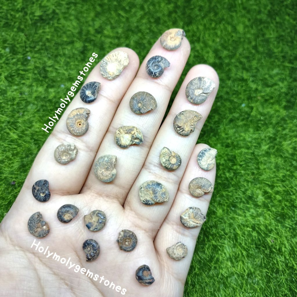 🍀พร้อมส่งน้า🍀🐚Ammonite🐚