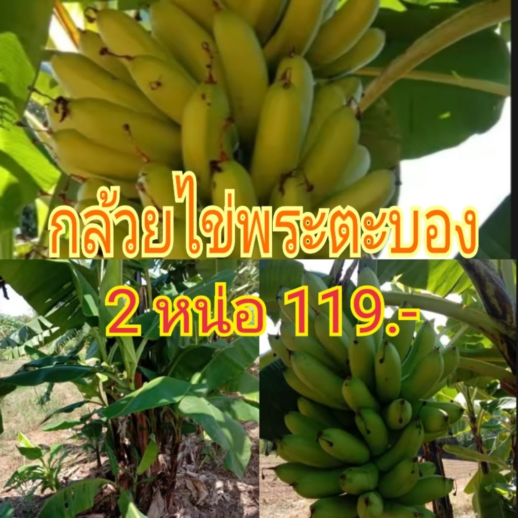 หน่อกล้วยไข่พระตะบอง 2 หน่อ 119.-บาท