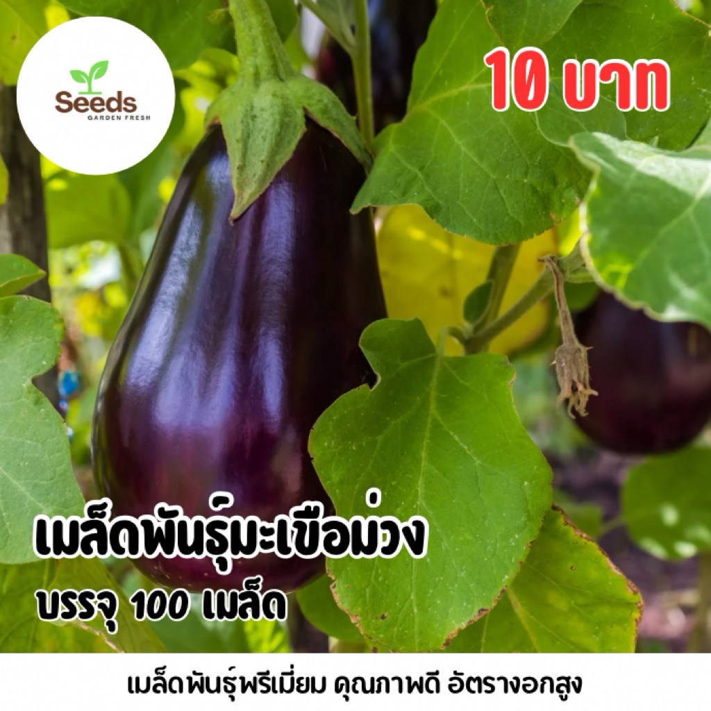 สุดคุ้ม!!! เมล็ดพันธุ์ มะเขือม่วงดำ บรรจุ 30 เมล็ด/ซอง