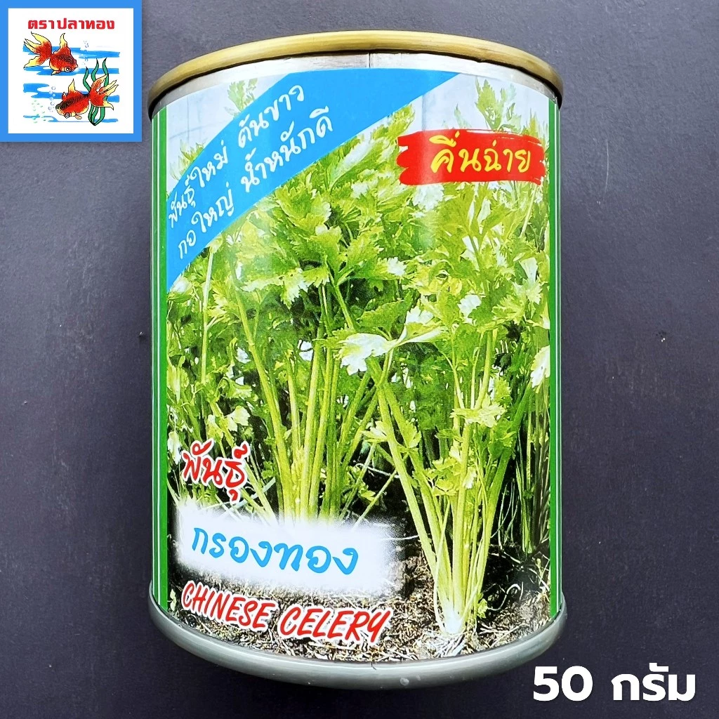 คื่นฉ่าย เมล็ดผักคื่นฉ่ายต้นขาว กระป๋อง ขนาด 50 กรัม ตราปลาทอง พันธุ์ กรองทอง