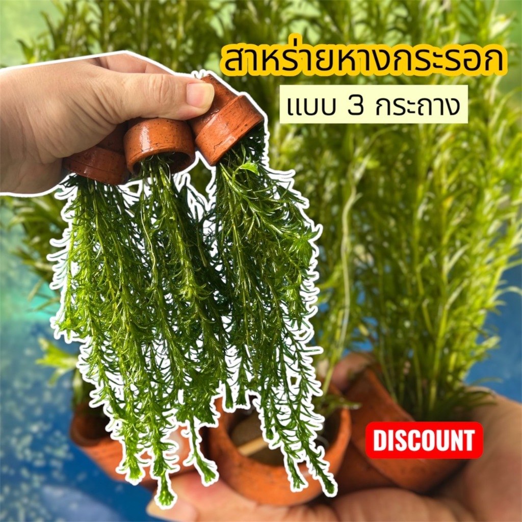 ชุดไม้น้ำ สาหร่ายหางกระรอก  สาหร่ายพุงชะโด สาหร่ายเดนซ่า ไม้น้ำแท้ ปลอดสาร แต่งตู้ปลา สดใหม่