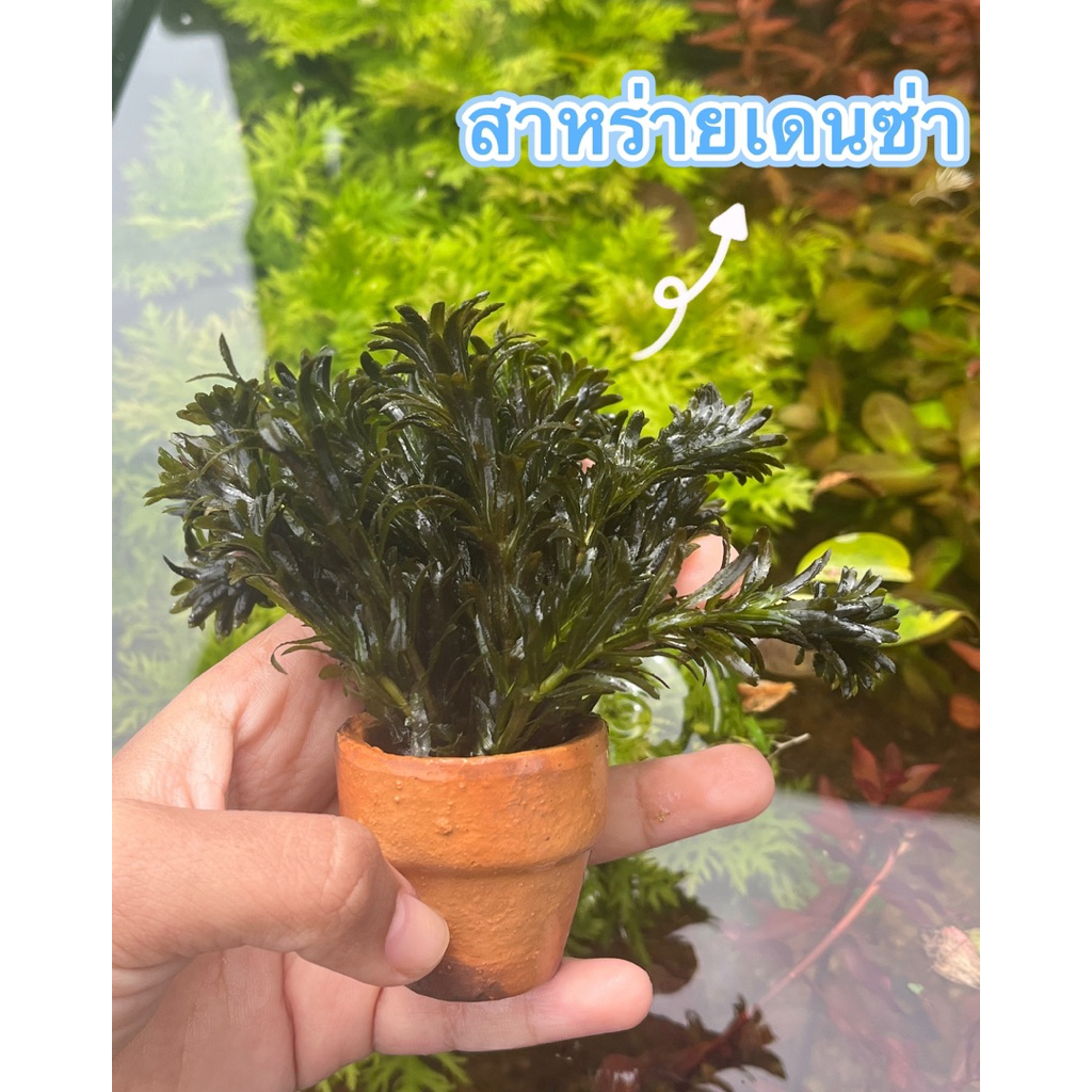 สาหร่ายเดนซ่า(แบบกระถาง)