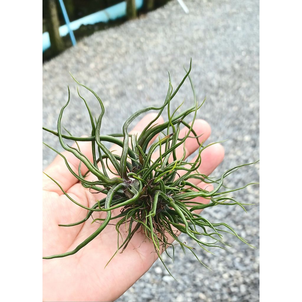 Tillandsia bulbosa black airplant