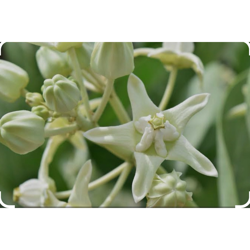 ดอกรักเก็บสด(สีขาว100กรัม/สีม่วง100กรัม)