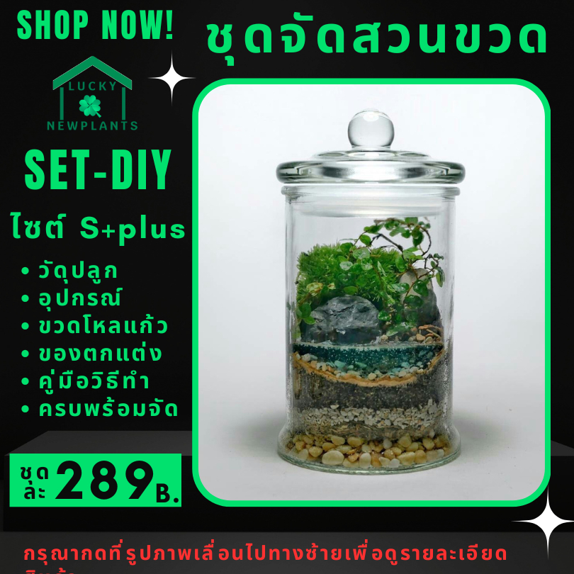 ชุดจัดสวนขวด DIY Terrarium สวนขวด ไซต์ S+plus 289 บาท