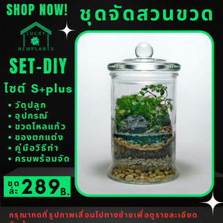 ชุดจัดสวนขวด DIY Terrarium สวนขวด ไซต์ S+plus 289 บาท