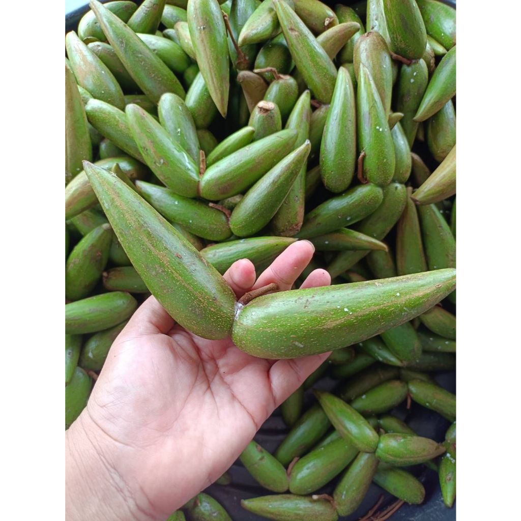 มะเขาวัวมะเขาควาย (  สด 1 KG. ) ฟรี🌶️พริกเกลือ