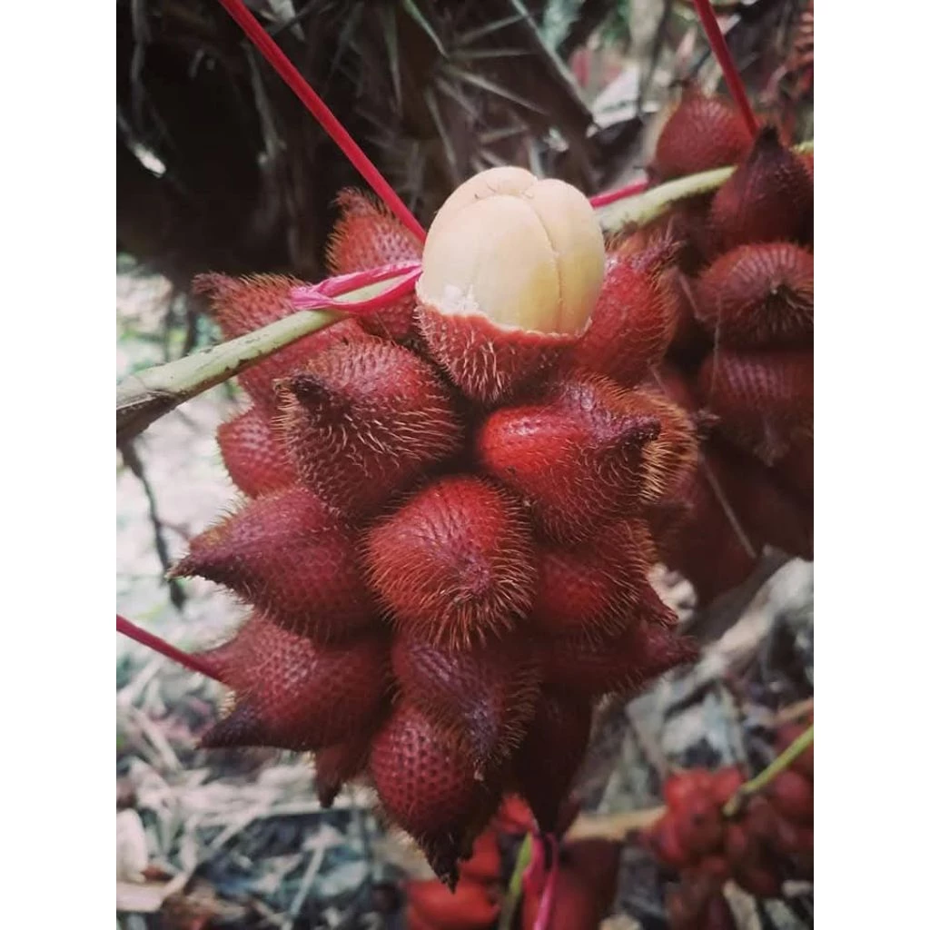 👍สละสุมาลี (หวานเจี๊ยบ) (เบอร์ช่อ)ลูกใหญ่ เนื้อหนา ส่งตรงจากสวนจังหวัดจันทบุรี สุมาลีแท้100%