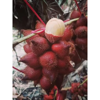 👍สละสุมาลี (หวานเจี๊ยบ) (เบอร์ช่อ)ลูกใหญ่ เนื้อหนา ส่งตรงจากสวนจังหวัดจันทบุรี สุมาลีแท้100%