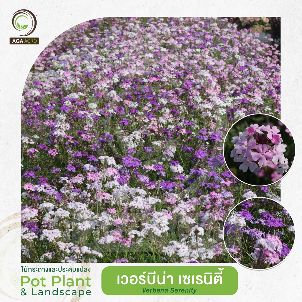 AGA AGRO I "เวอร์บีน่า เซเรนิตี้" สีโทน ชมพูม่วง ปลูกง่ายทนร้อนทนฝน-100เมล็ด-Verbena Serenity