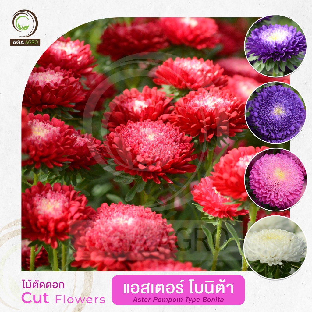 AGA AGRO I "แอสเตอร์ โบนิต้า" ปรับปรุงพันธุ์ให้กลีบดอกบานเต็มดอก-100เมล็ด-Aster Bonita