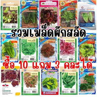 รวมเมล็ดผักสลัด ซื้อ 10 แถม 3 คละได้