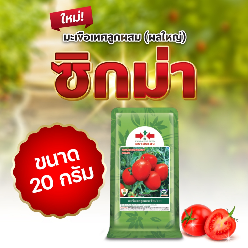 มะเขือเทศผลใหญ่ ต้องมะเขือเทศ "ซิกม่า"
