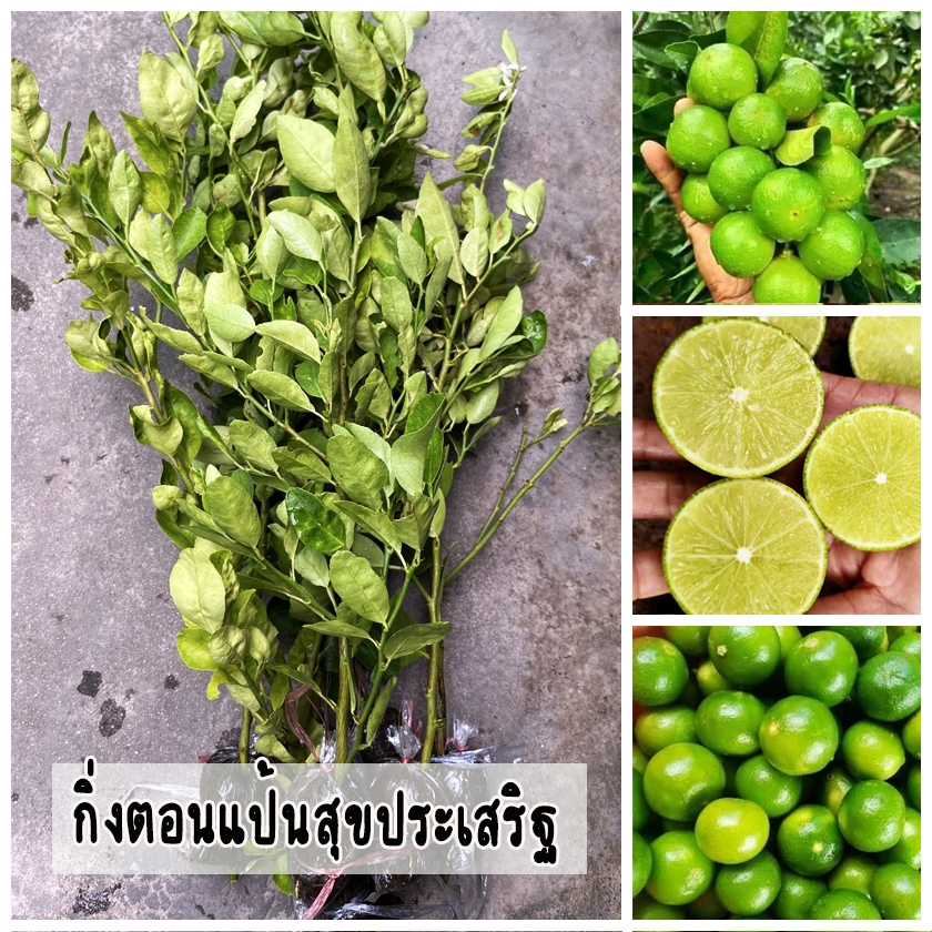 กิ่งตอนมะนาวแป้นสุขประเสริฐ ทนโรค เปลือกบาง เมล็ดน้อย น้ำหอม ขนาดกิ่ง 60-80 ซม.