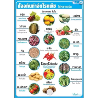 ไอโรเน่ คอปเปอร์เม็ด คอปเปอร์ออกซีคลอไรด์+คอปเปอร์ไฮดรอกไซด์ 1กก 2พลังบวก กำจัดและรักษาโรคพืชเชื้อรา