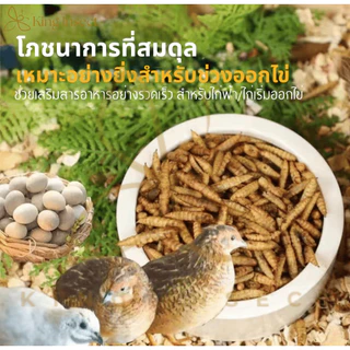 BSF หนอนแมลงวันลายอบแห้ง 500g โปรตีนสูง สำหรับสัตว์เลี้ยง ฟาร์มไก่ ปลา กบ โรงงานส่งตรง ราคาถูกสุด