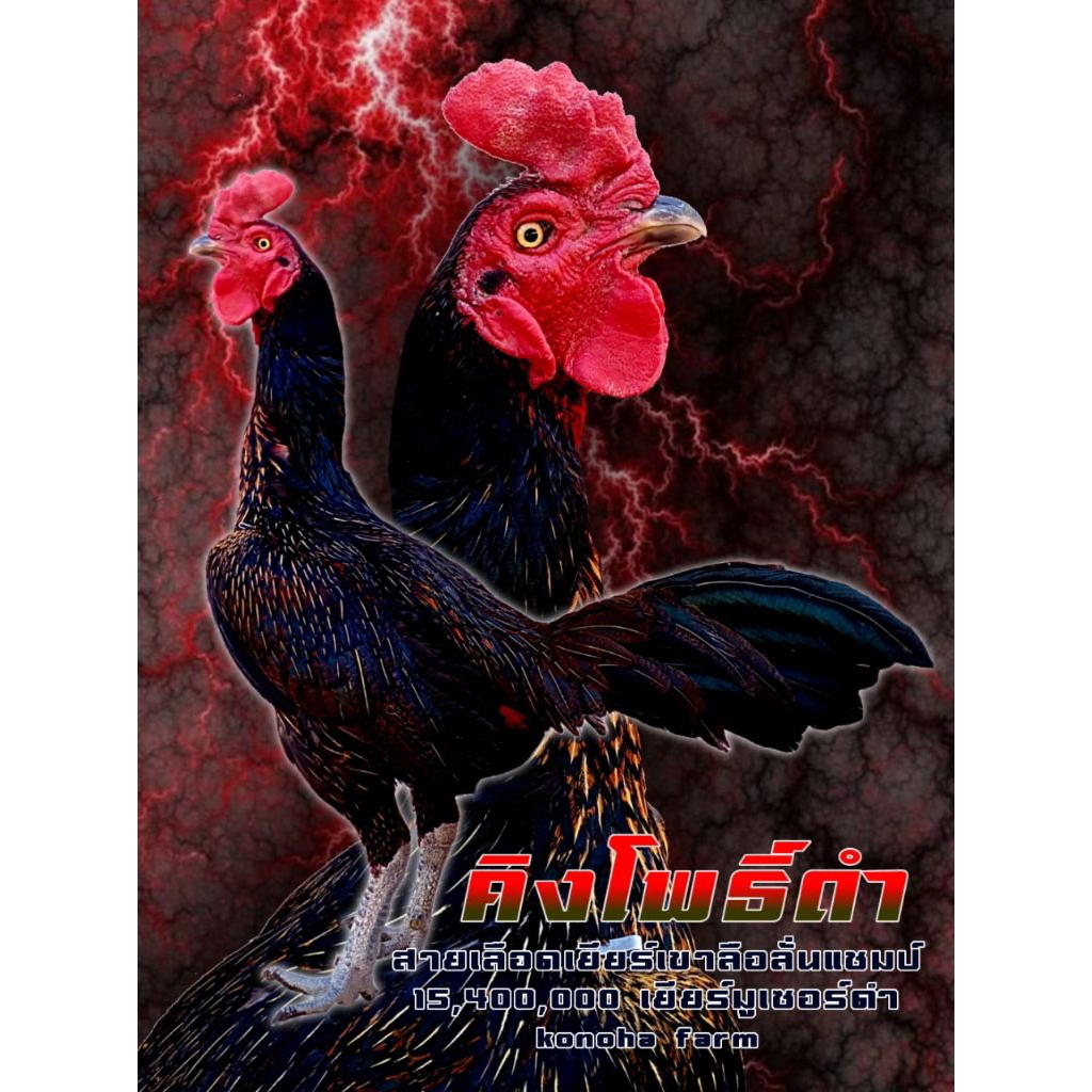 ไข่เชื้อไก่ชนสายเลือดเยียร์เขาลือลั่นแชมป์15,400,000บาทสายเลือด📌ส.มีสุวรรณแท้100%Supervip📌จ่ายลูกมีผ