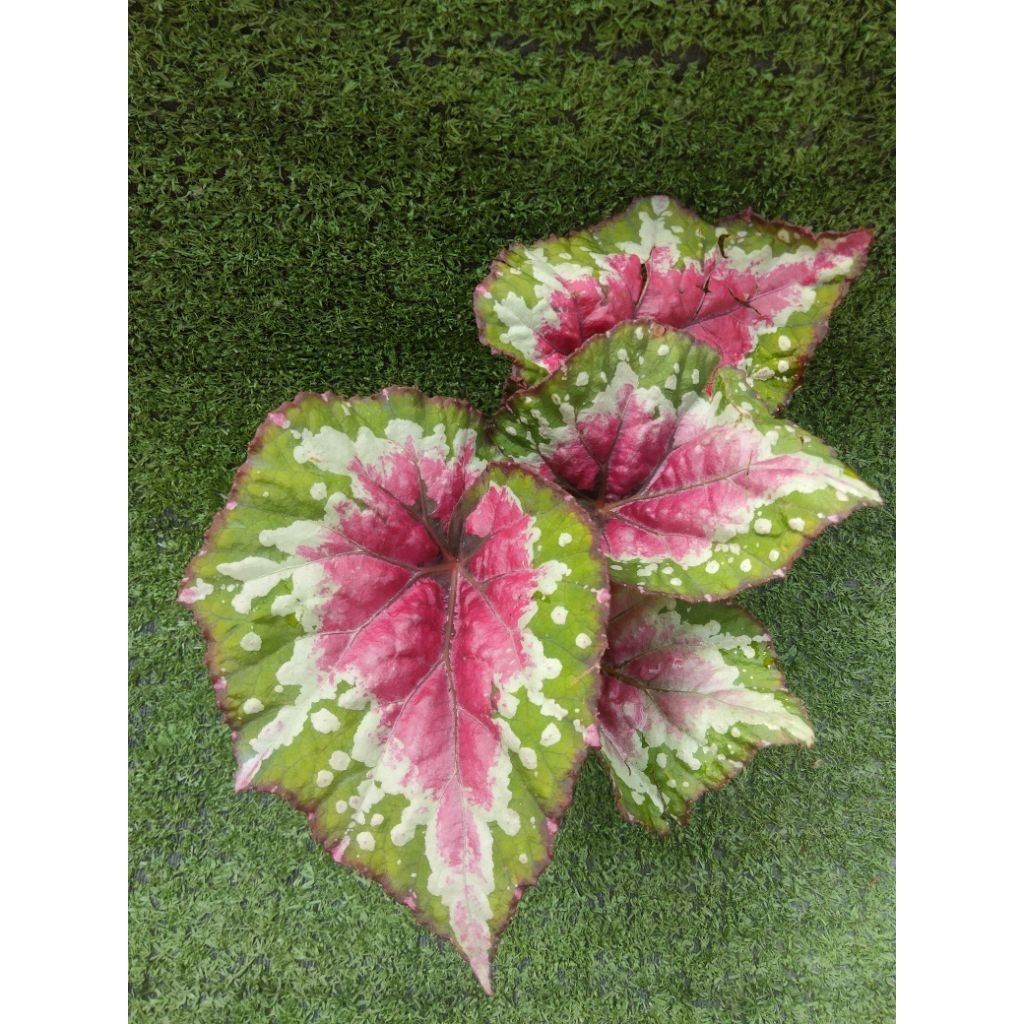 ต้นบีโกเนีย Rex  'Jurassis Watermelon ' [ Begonia Rex 'Jurassis Watermelon ' ] ในกระถาง3"