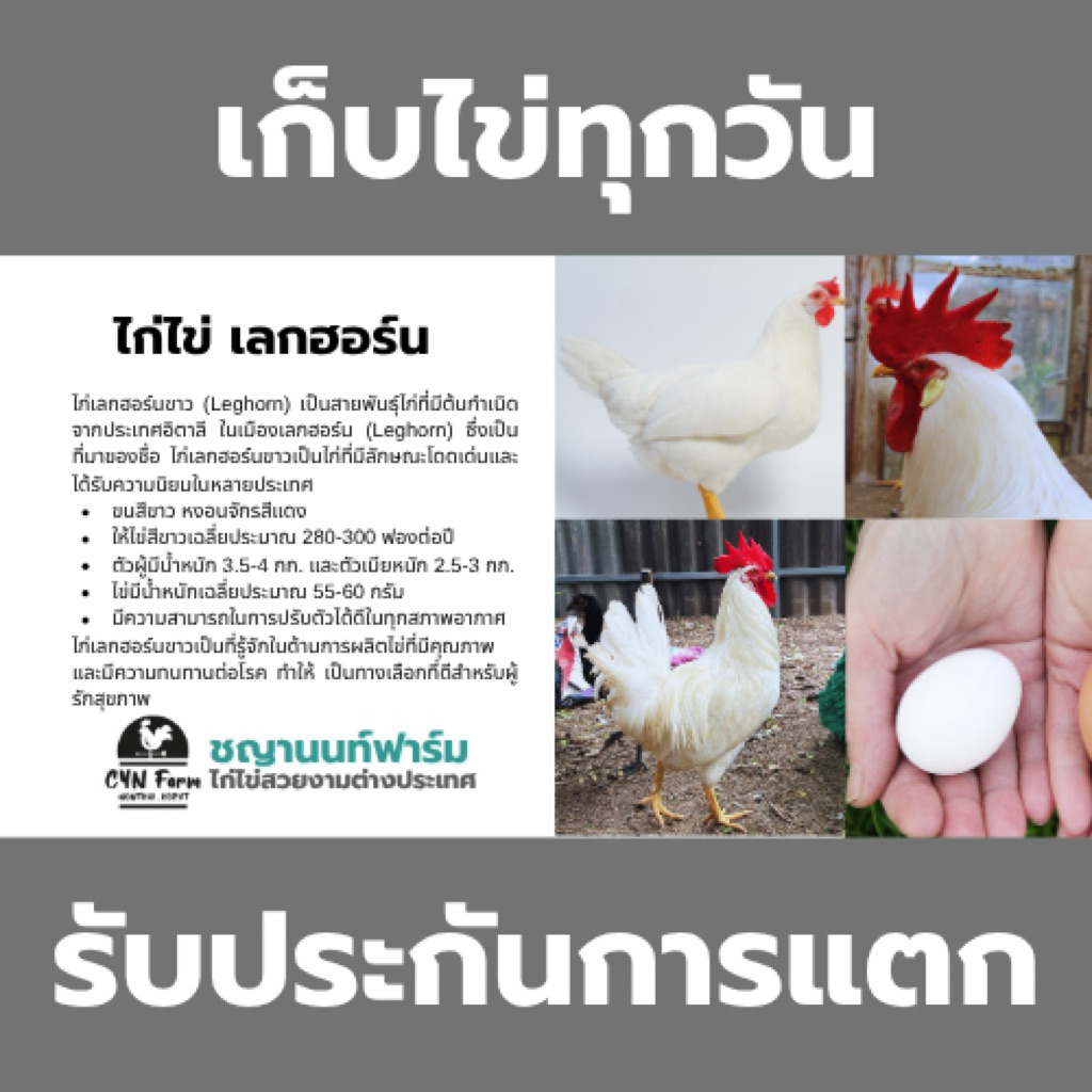 ไข่เชื้อไก่เลกฮอร์นขาว ไข่เชื้อไก่ไข่สวยงามสำหรับฟัก