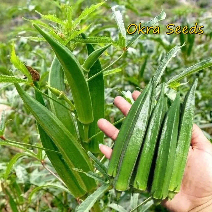 Okra Seeds 20เมล็ด/แพ็ค  เมล็ดกระเจี๊ยบเขียว ของแท้ 100% ปลูกง่าย อัตรางอกสูง Okra Plant Vegetable S
