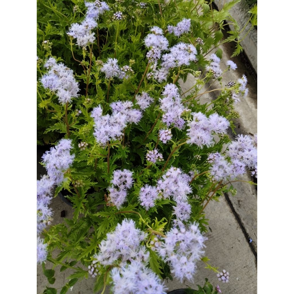 ดอกเกรกฟลาวเวอร์ Gregg's Mistflower Conoclinium greggii, 