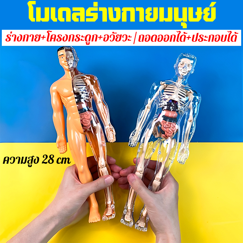 โมเดลร่างกายมนุษย์ สำหรับของเล่นเด็ก ความสูง 28 cm ถอดออกได้ ประกอบได้ Human Body Model
