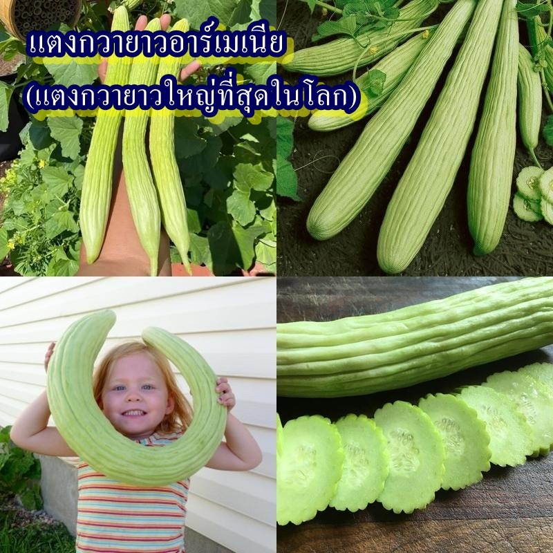 25 เมล็ด เมล็ดแตงกวายาวอาร์เมเนีย (ปลูกง่าย รสชาติหวานกรอย อร่อยมาก ผลใหญ่ยาว ทานสดได้เหมือนแตงกวาทั่วไป ผลสีเขียวอ่อน)