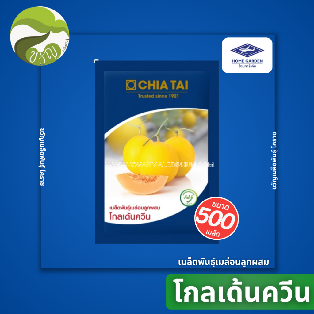 เมล็ดพันธุ์ เมล่อนลูกผสม โกลเด้นควีน ลอตล่าสุด