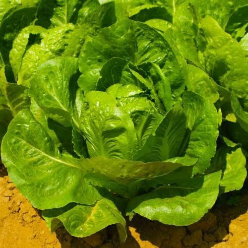 500เมล็ด/ซอง ผักกาดหอมสลัด High Germination Romaine Lettuce Seeds Seeds Rapid Leafy Lettuce Seeds