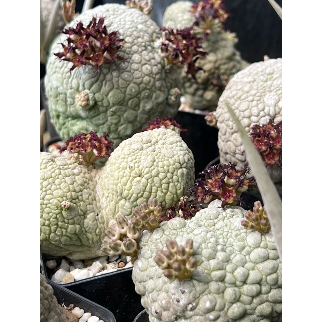 🌟สินค้าขายดี🌟 เมล็ดคางคก pseudolothos พร้อมส่ง