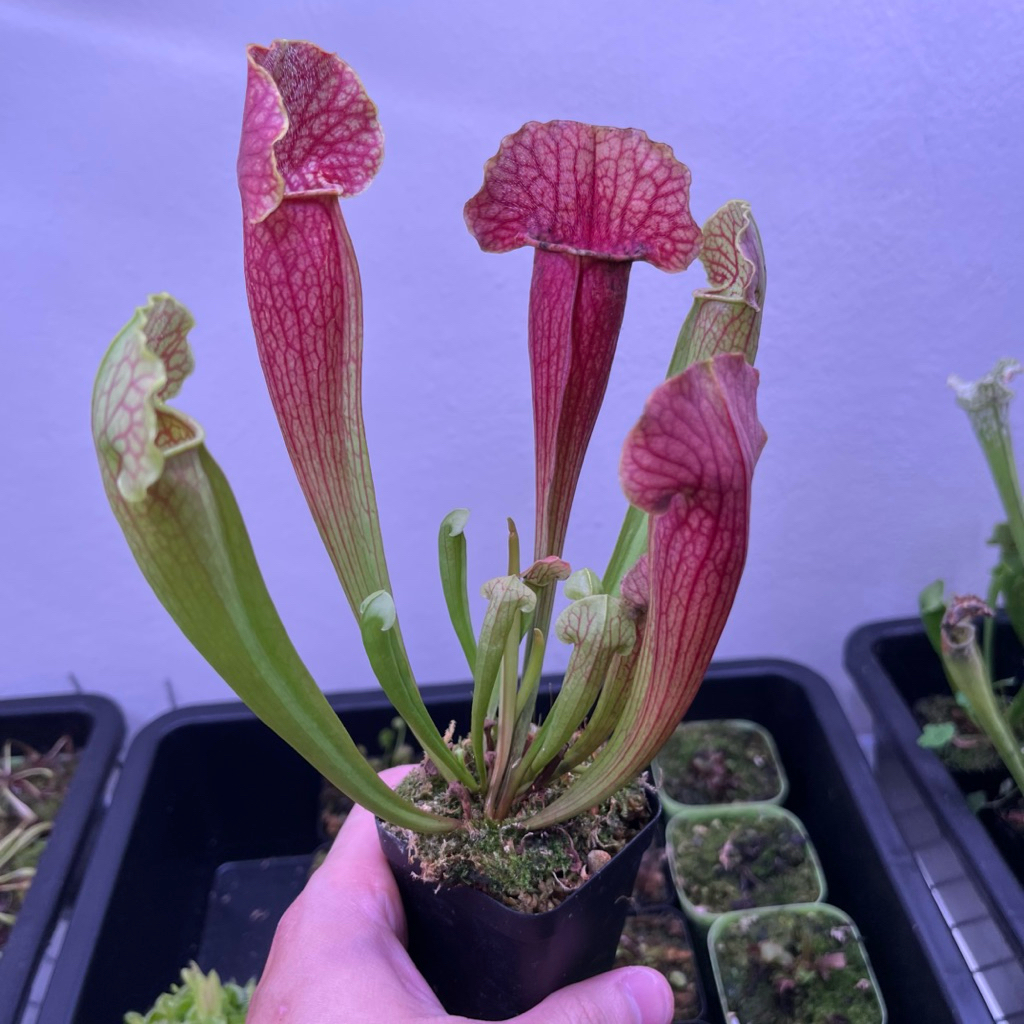 New Sarracenia (purpurea × rubra) × leucophylla