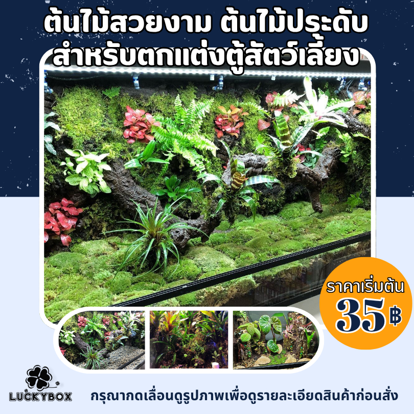 ต้นไม้สวยงาม ต้นไม้ประดับ สำหรับตกแต่งตู้สัตว์เลี้ยง จัดส่งคละแบบ