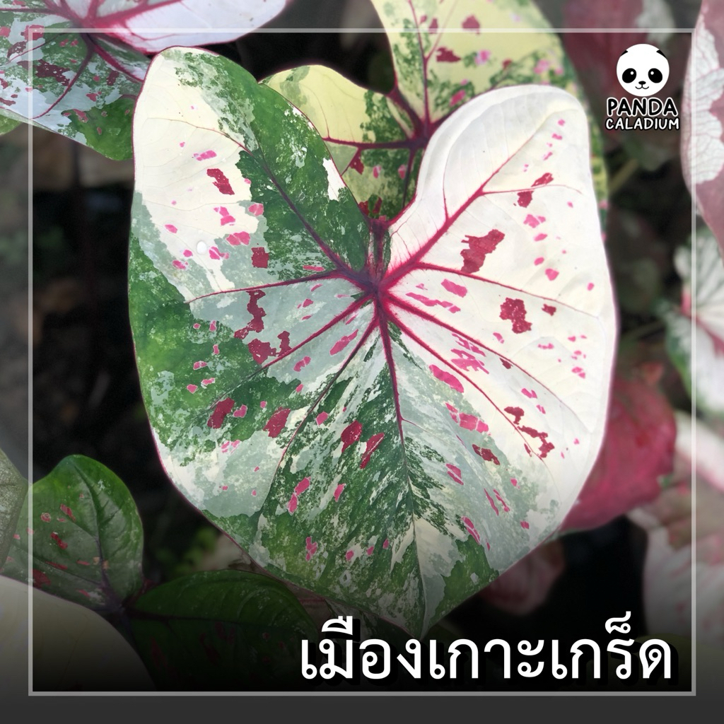บอนสี เมืองเกาะเกร็ด กระถาง 4“