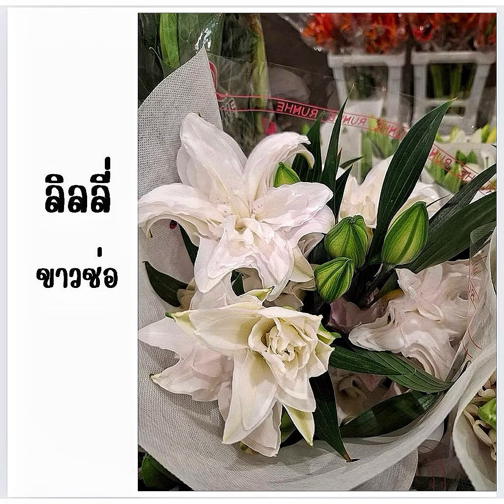 ดอกไม้สด พร้อมส่ง ราคาถูก ลิลลี่ช่อ ลิลลี่เดี่ยว  สีขาว ชมพู เหลือง กลิ่นหอมอ่อน เหมาะเป็นของขวัญ