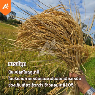 เมล็ดพันธุ์ข้าว กข.15 พันธุ์ข้าวหอมมะลิ(เบา)เก็บเกี่ยวใน 3 เดือน อัตราการงอกสูง ระยะสั้น ยกกระสอบ 25 กก. ราคาส่ง