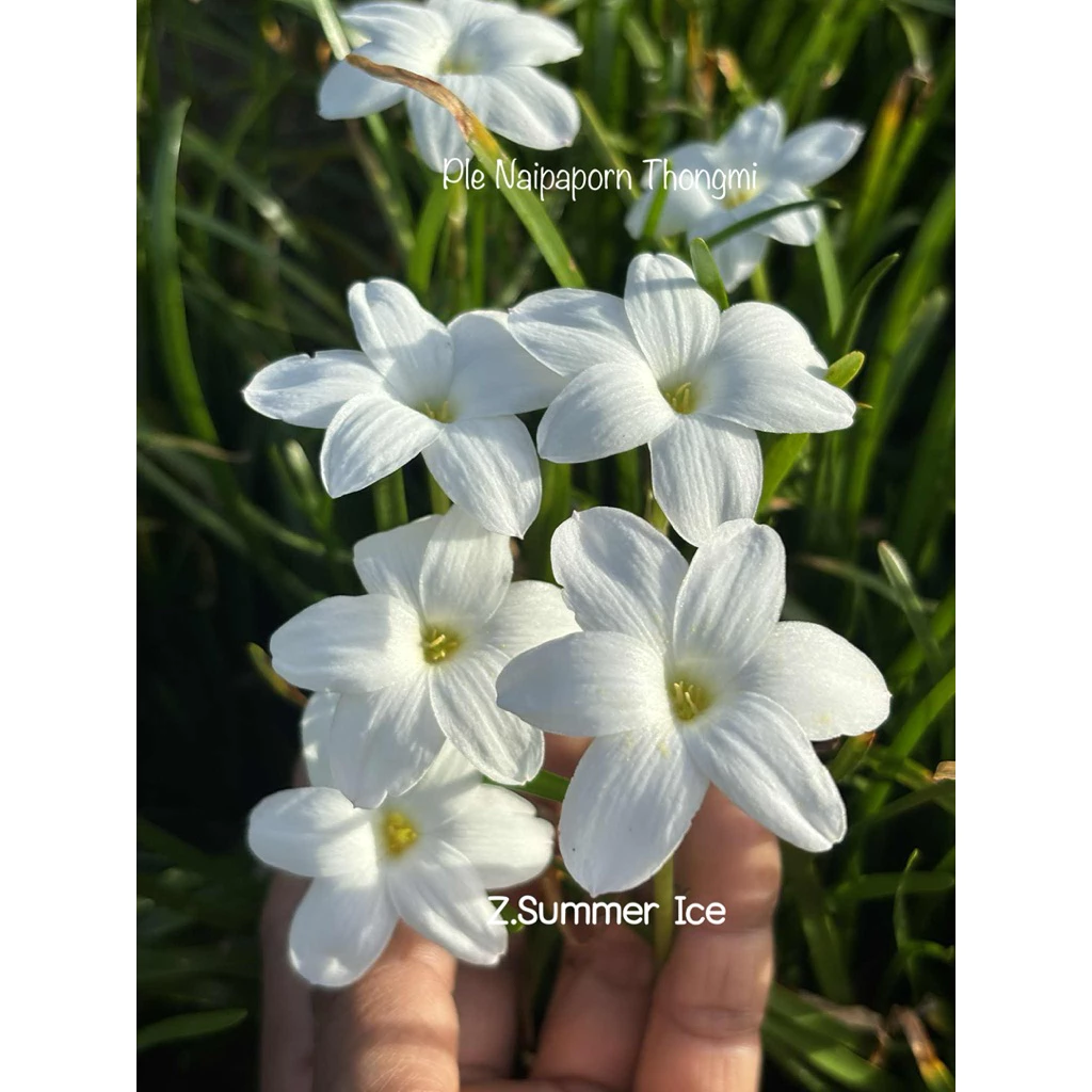 บัวดินสีขาว Z.Summer Ice 7หัว50บาท