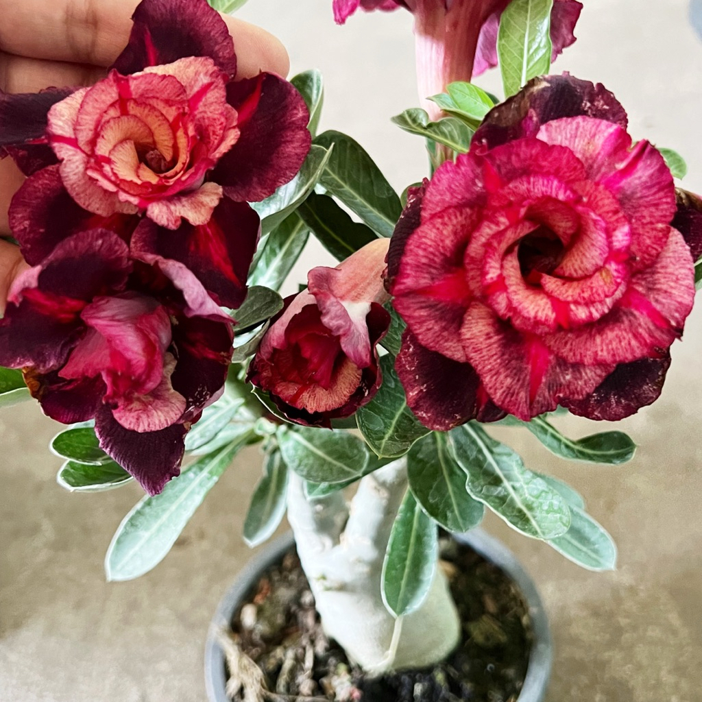 ชวนชมยอดนิยม##แองเจิ้ลส์วิง แองเจิลวิง angle wings adenium ชวนชมดอกดก ดอกซ้อน บานง่าย ส่งแบบถอดกระถาง