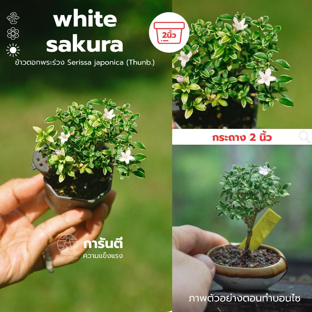 ข้าวตอกญี่ปุ่น ไม้ดอก ซากุระจิ๋ว บอนไซไม้ดอก miNATURE_c