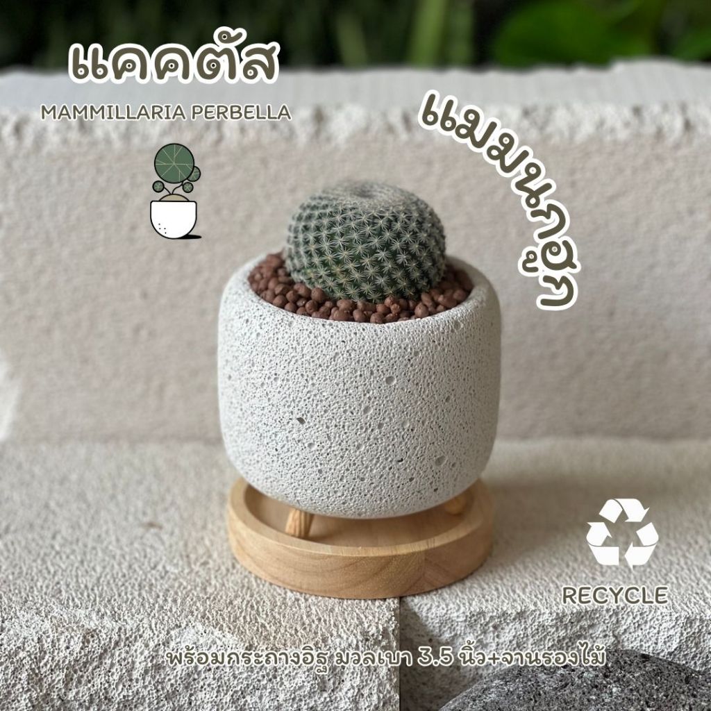 ต้นแคคตัส "แมมนกฮูก" พร้อมกระถางอิฐมวลเบา+จานรองไม้ เลี้ยงต่อได้เลย รดน้ำอาทิตย์ ละครั้ง วัสดุกระถางอิฐมวลเบารีไซเคิล