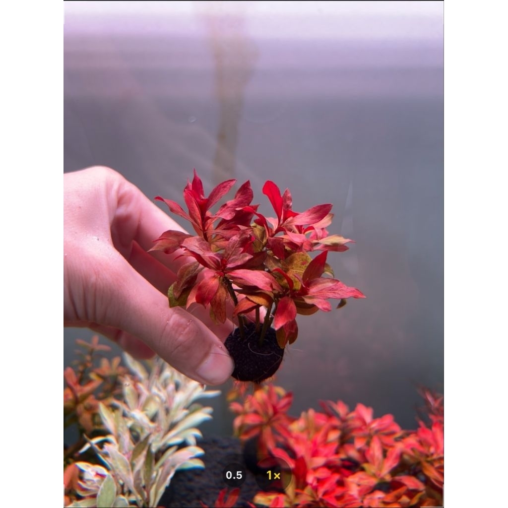 ต้นไม้น้ำ Ludwigia repens หรือ ลัดวิเจีย รีเพนส์ ซึ่งเป็นพืชน้ำที่นิยมนำมาปลูกในตู้ปลาหรืออ่างเลี้ยงปลาเพื่อความสวยงาม