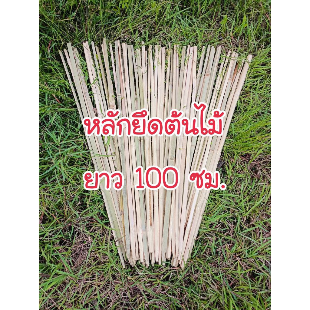 ไม้ไผ่ผ่าซีก หลักยึดต้นไม้ ยาว 100 ซม. (ปลายแหลม)