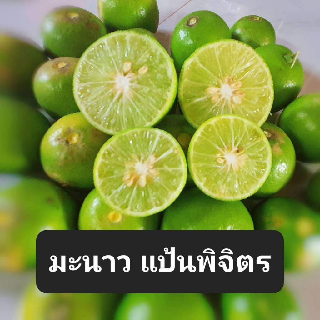 [1 กก.] มะนาวแป้นพิจิตรน้ำดี กลิ่นหอม ลูกใหญ่ปลอดสาร คละไซค์ ไม่มีสารเคมี