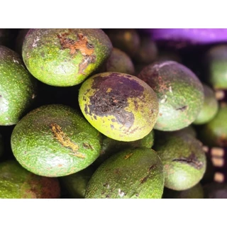 AVOCADO บัคคาเนียลายตำหนิคละไซส์ ***กก.ละ 15 บาท***