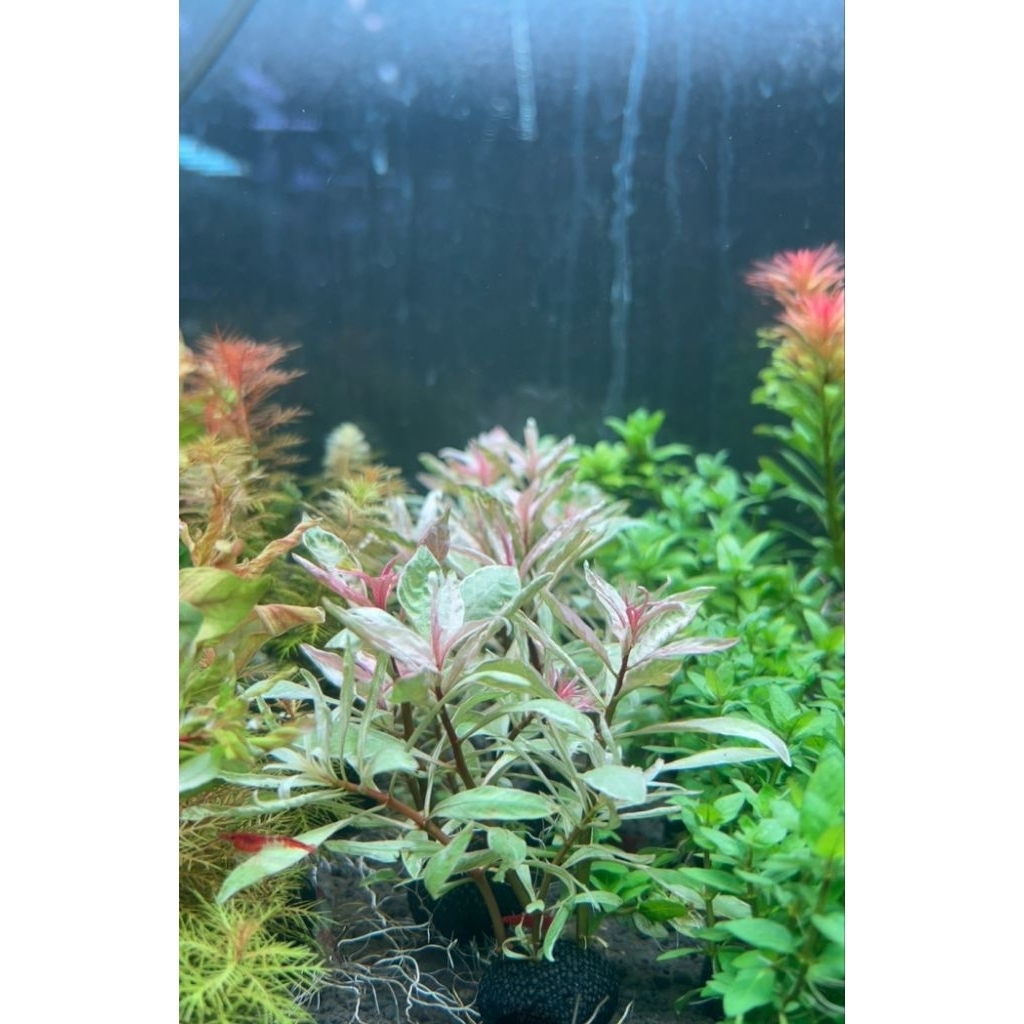 ลัดวิเจียไวร์ ( Ledwigia white ) ใบน้ำ พันก้อนวาบิ ก้อนละ 155