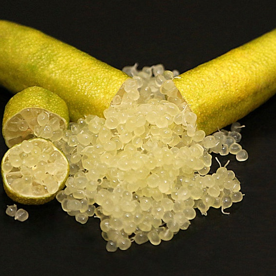 ต้นมะนาวนิ้วมือ มะนาวคาเวียร์ Finger lime พันธุ์ GREEN GIANT ลำต้นสูง 30 ซม