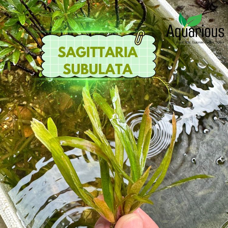 SAGITTARIA SUBULATA – ซาจิททาเรีย ( หญ้าซาจิ ) ใบเรียวสวย ปลูกหน้าแน่น งอกไวสุด ( 5 ต้น ฟรี 1) !