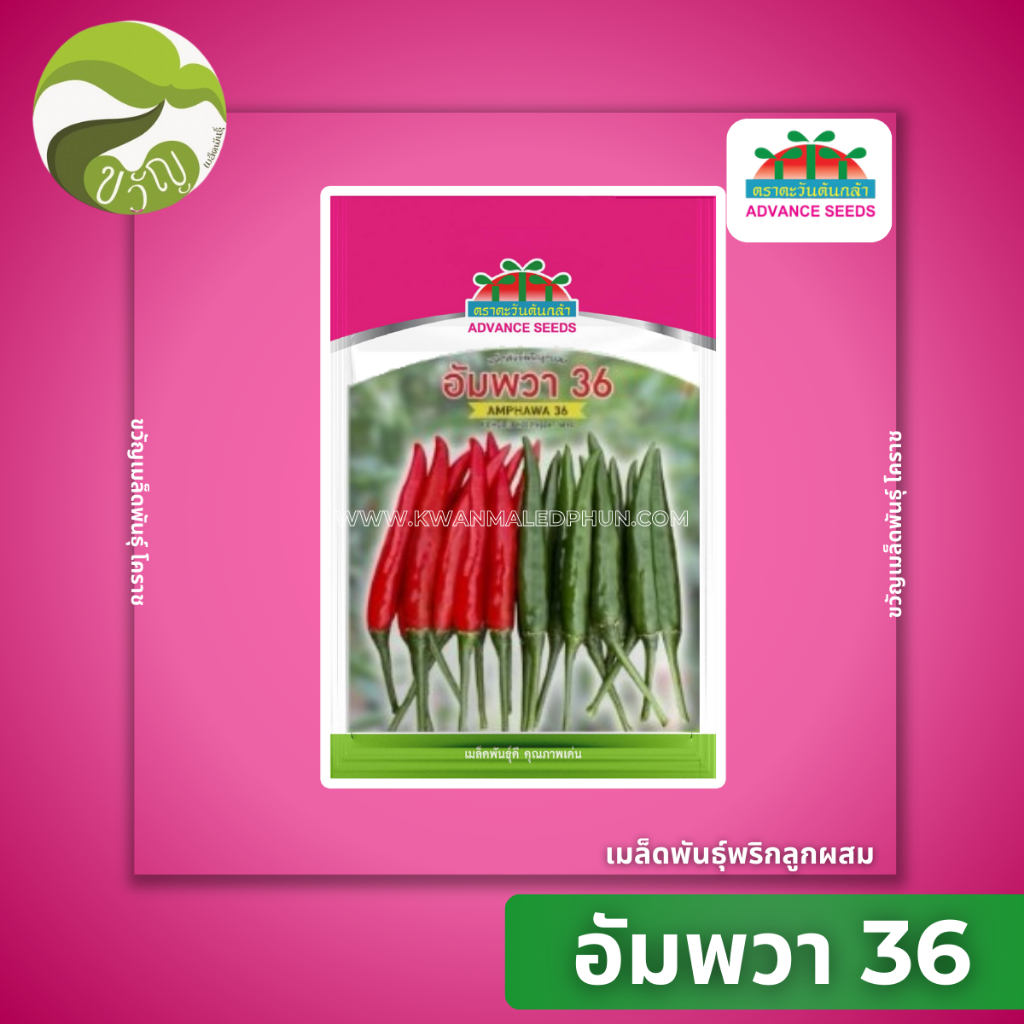 เมล็ดพันธุ์พริกลูกผสม พริก อัมพวา ตราตะวันต้นกล้า