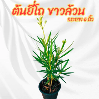ต้นยี่โถดอกสีขาวล้วน กระถาง 6 นิ้ว(ส่งพร้อมกระถาง)
