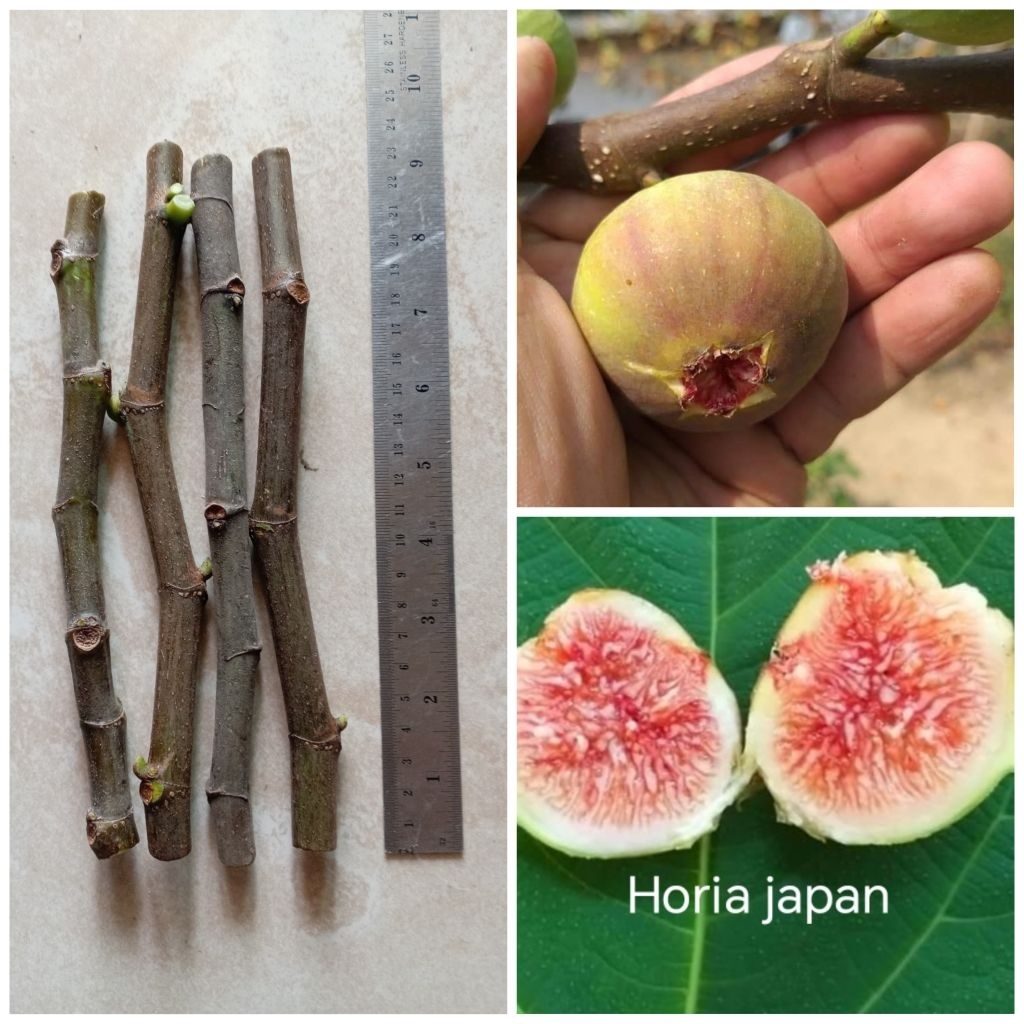 กิ่งสดมะเดื่อ​ฝรั่ง​สำหรับ​ชำ​ Horia​ japan​ จำนวน4กิ่งคัดกิ่งใหญ่​